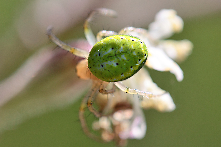 Araniella sp. - Molini di Triora (IM)